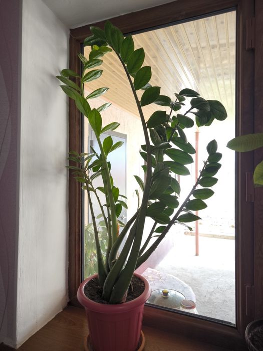 Цветы комнатные.