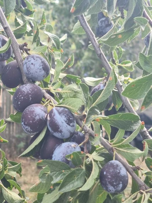 PRUNE NESTROPITE – 3 tone – Mosoaia, ARGEȘ