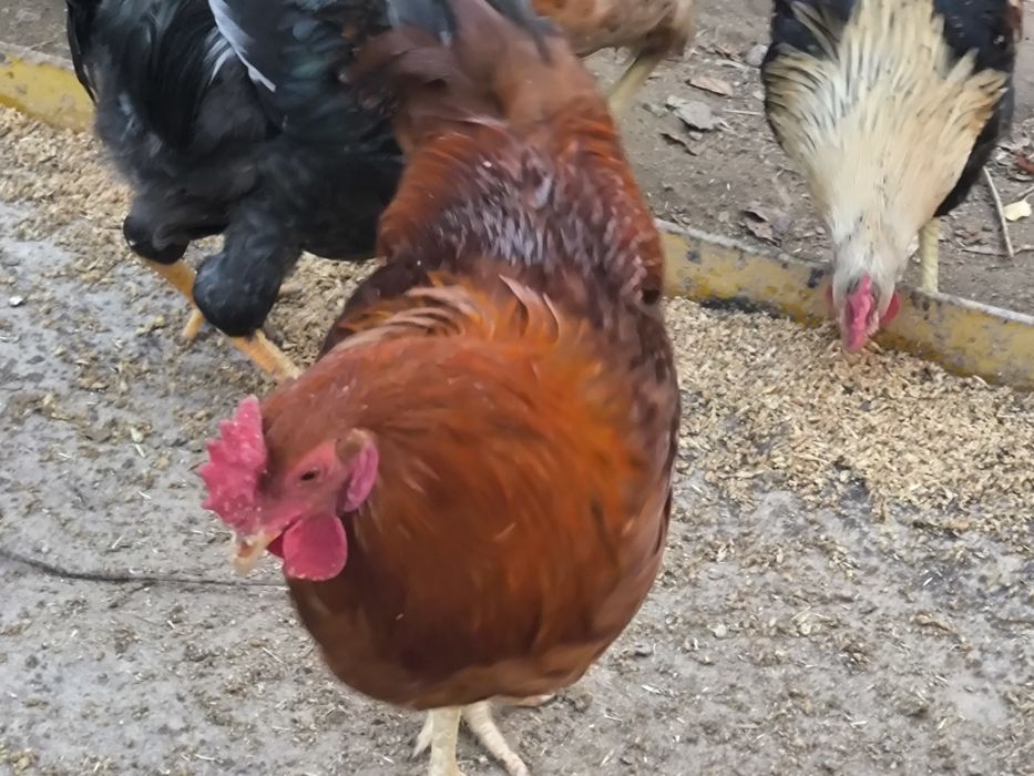 Қораздар сатылады, үйдікі, мықты, жас