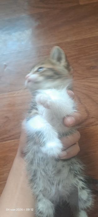 Отдам котят бесплатно