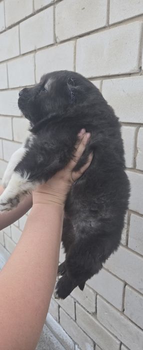 Кавказская овчарка