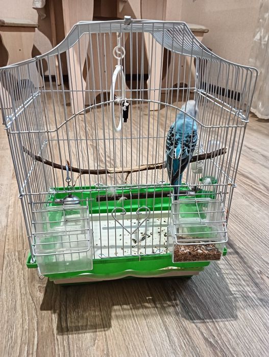 Попугай волнистый