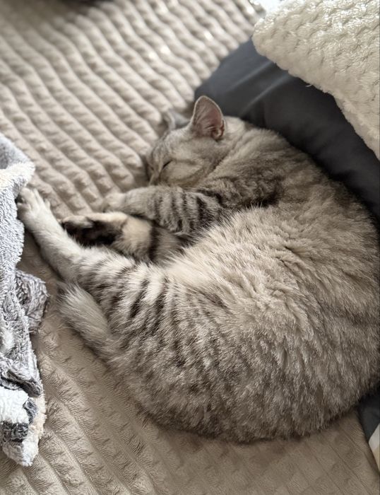 Кошка в добрые руки