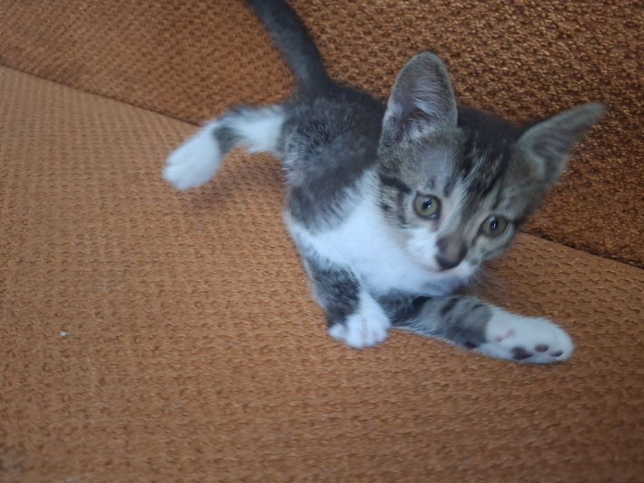Котята в добрые руки.
