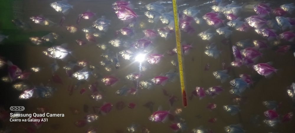 Продаю рыбок тернеций оптом.