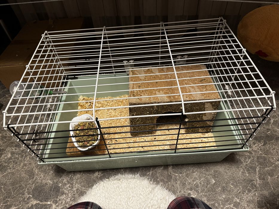 Sinsila mascul si tot ce are nevoie