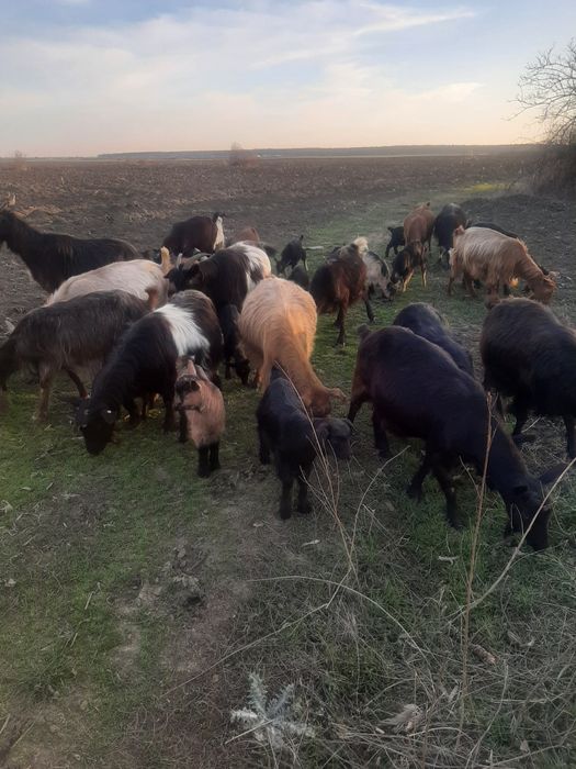 Capre iezi de vanzare