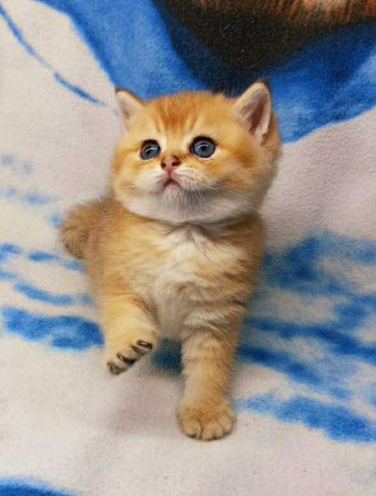 Вязка золотого клубного кота