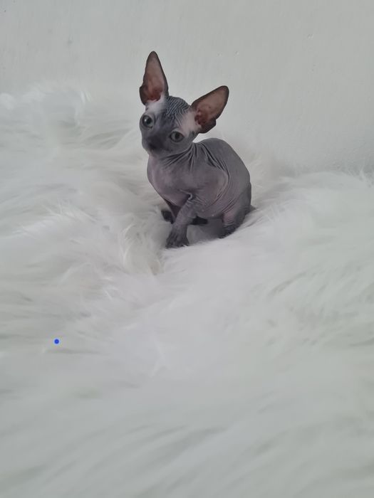 Pisică sphynx mascul blue
