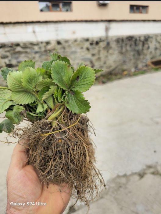 Stoloni căpșuni soiul  murano