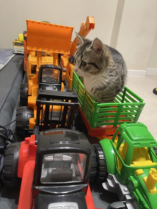 Отдам в добрые руки котенка