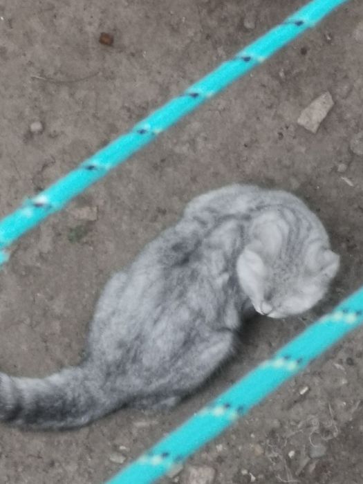 Потеряшка Кошка или кот