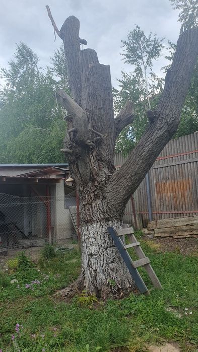 Lemn nuc, trunchi întreg și ramuri groase tăiate la 1 m lungime