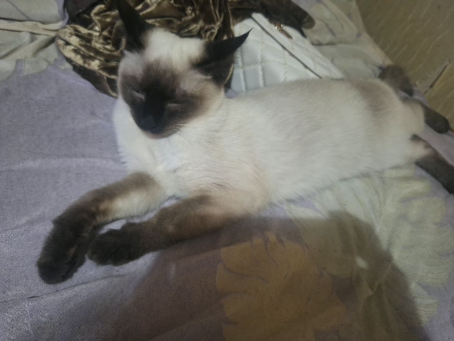 Сиямиски мушукчалар сотилади