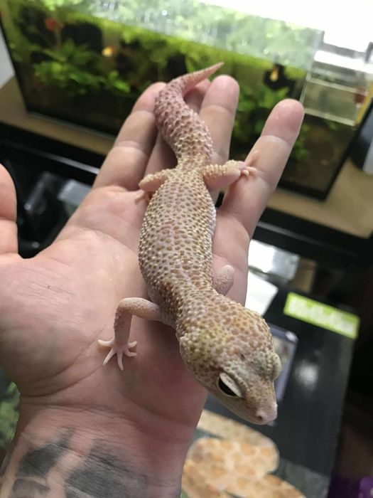 Femela Geko leopard