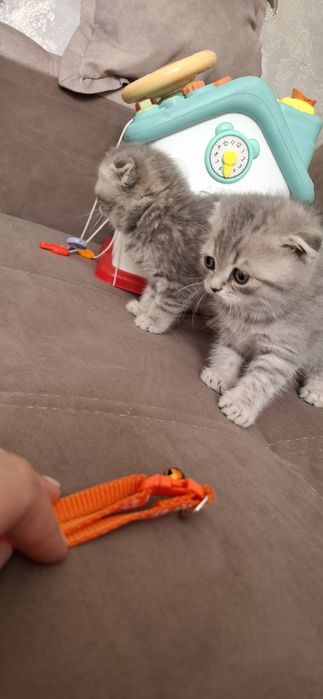 Шотландские котята
