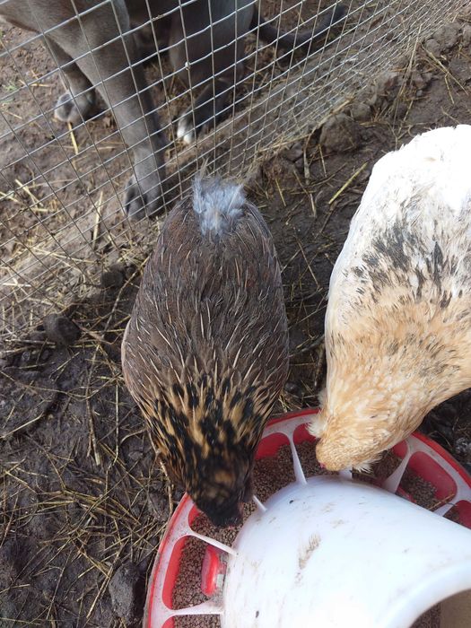 Оплодени яйца от Араукана