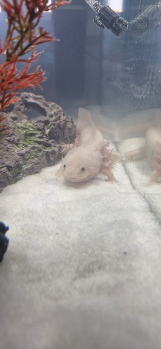 Продам аксолотля
