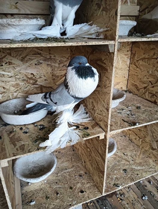 Gușați de pomerania