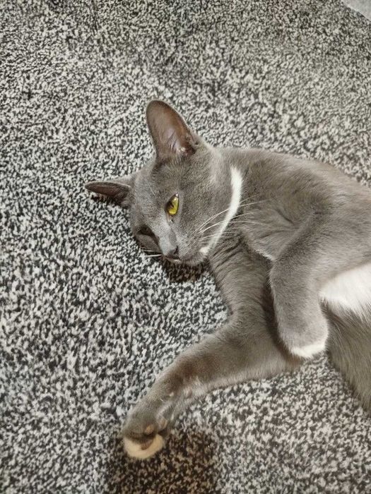 Подарю шикарного котика