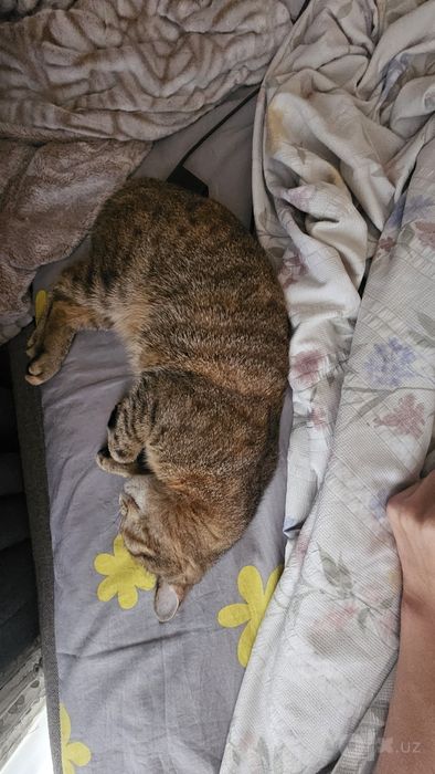 Пропала кошка Ташкент