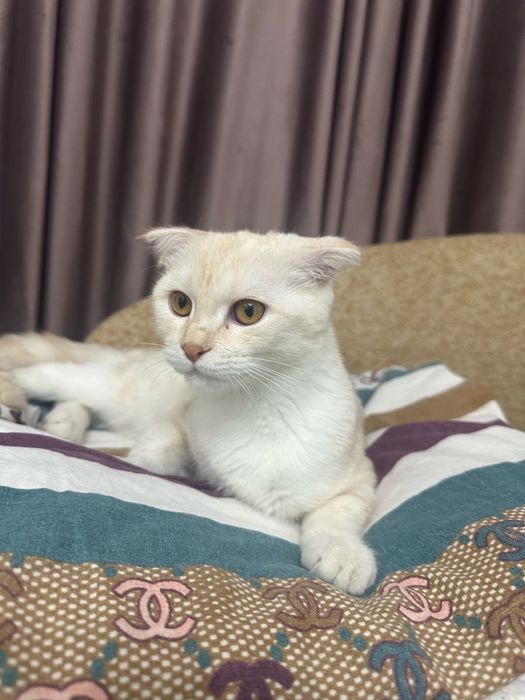 Продам котёнка  в хорошие руки