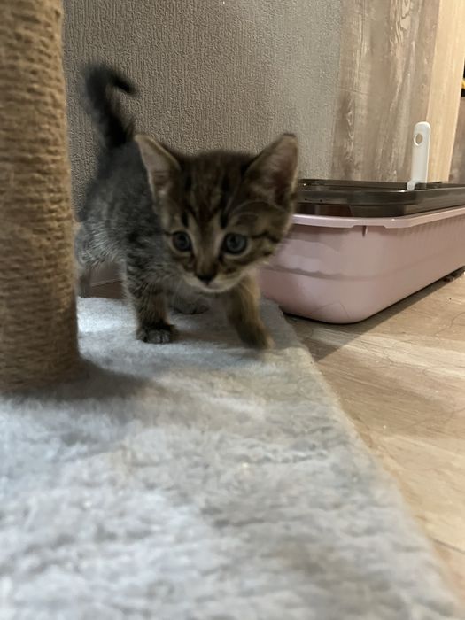 Котенок ищет дом