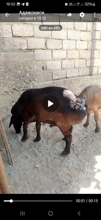 Куйлар сотилади зотдор