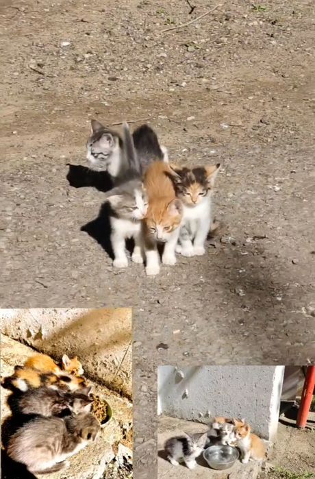 Отдам даром Котенка/котенков