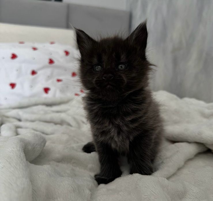 Котята Мейн-кун Алматы