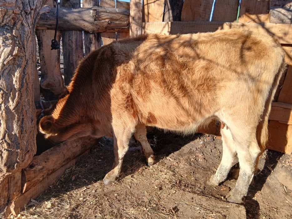 Продам коровы стельные и с телятами