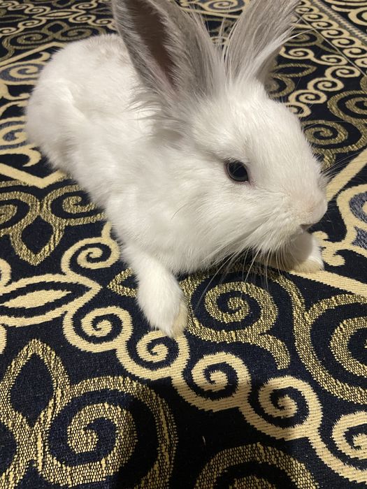 продам декоротивного кролика