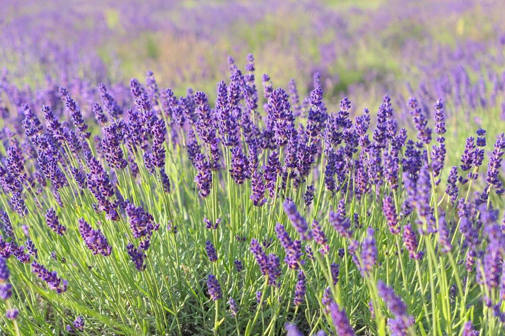 Lavandula angustifolia–plantă decorativă XXL, 4 ani livrare în România