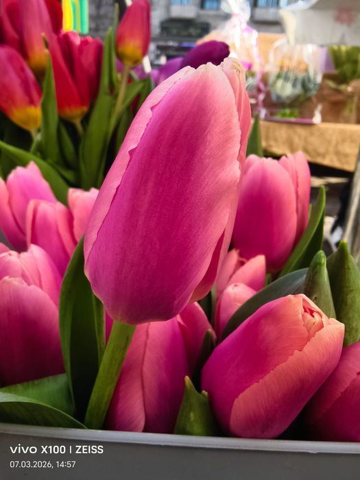Тюльпаны продаются