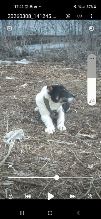 Щенок алабая 4 месяца девочка.
