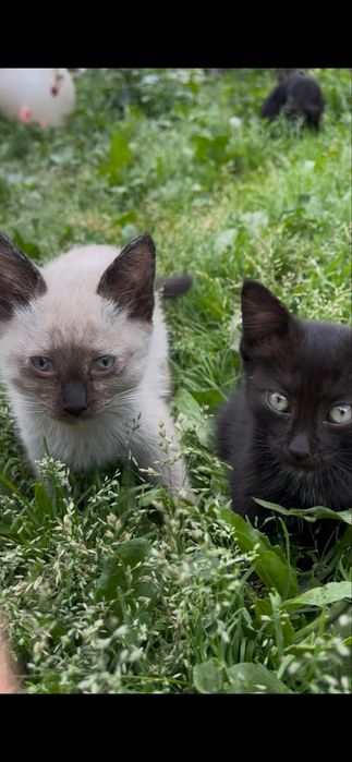 котята | кошки | 3 месяца