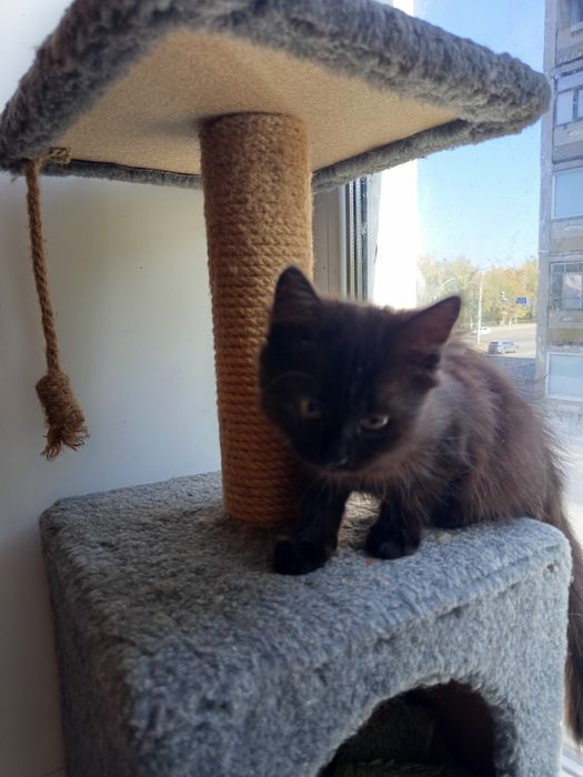 Котенок девочка 2 мес