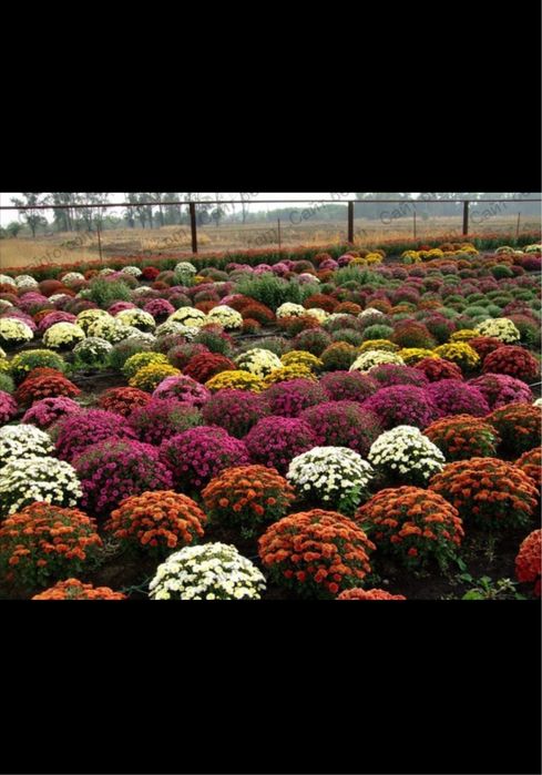 хризантема гуллар ва кочатлар голантиялик. котта абйомга доставка бор