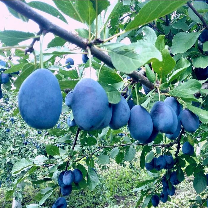 Prune de vanzare