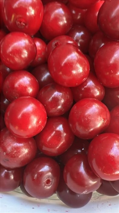Продам вишню дачную