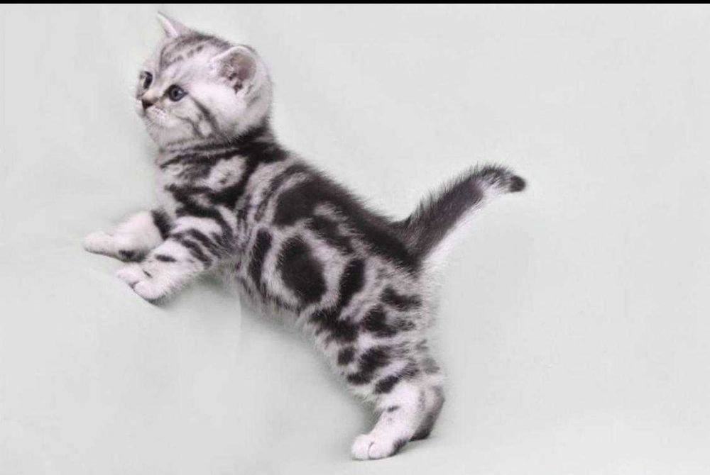 шотландцы серебристые .