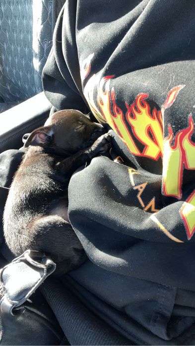 Собака той терьер