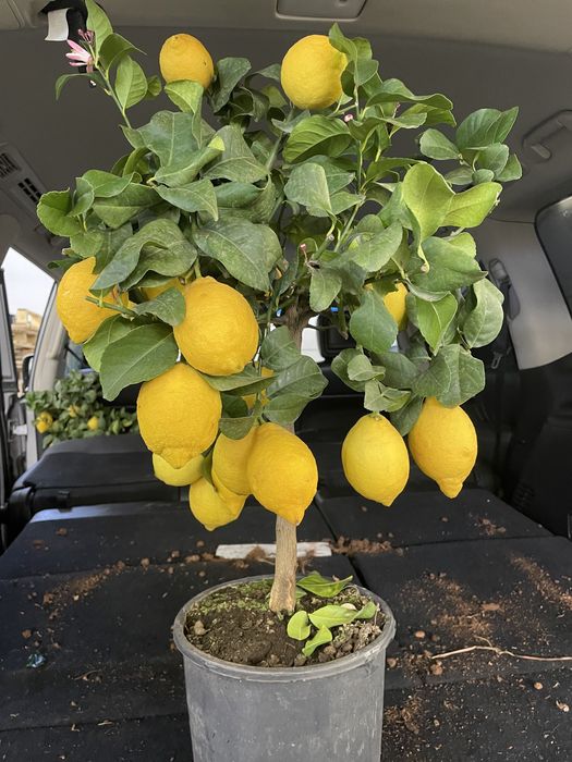 Лимонное дерево