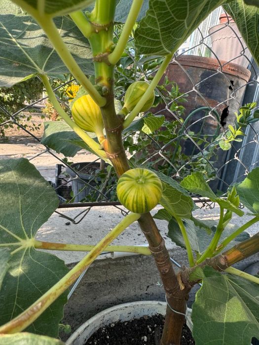 Инжир Паначе, Панч