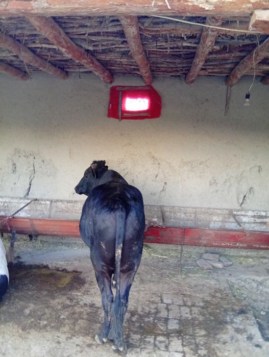 Buqa sotiladi yemlangan yana yemlasa ham boʻladi