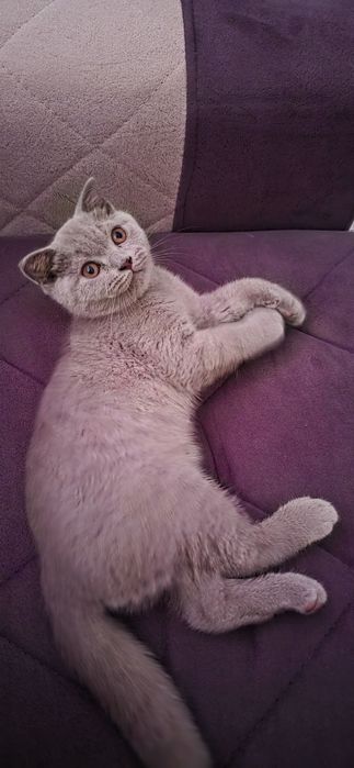 Котенок скотиш страйт 2 месяца мальчик.