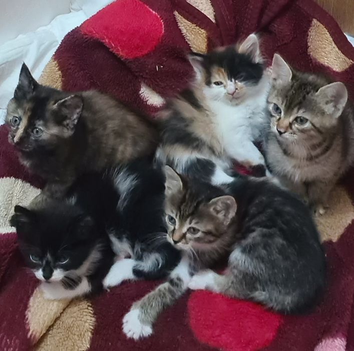 Ofer spre adoptie