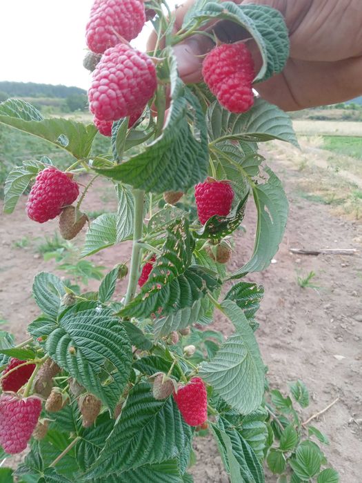 Целогодишен разсад ягоди и малини от производител