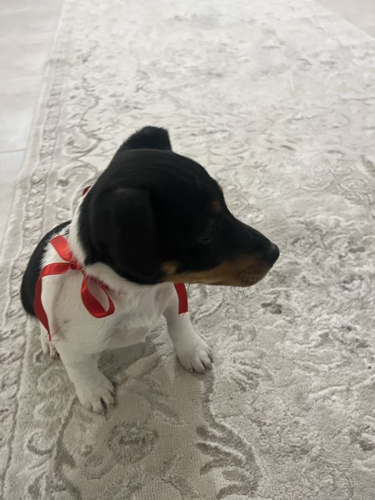 Jack Russell Terrier