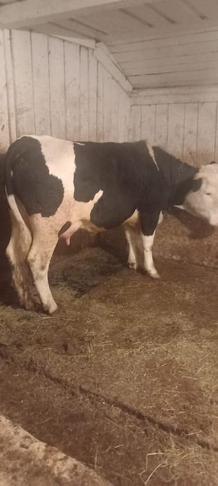 Vând vaca cu vițel